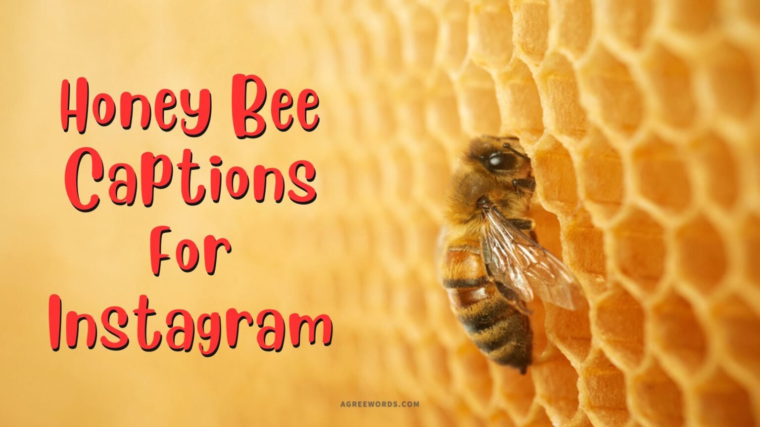 100-catchy-honey-bee-captions-for-instagram-to-inspire-agree-words